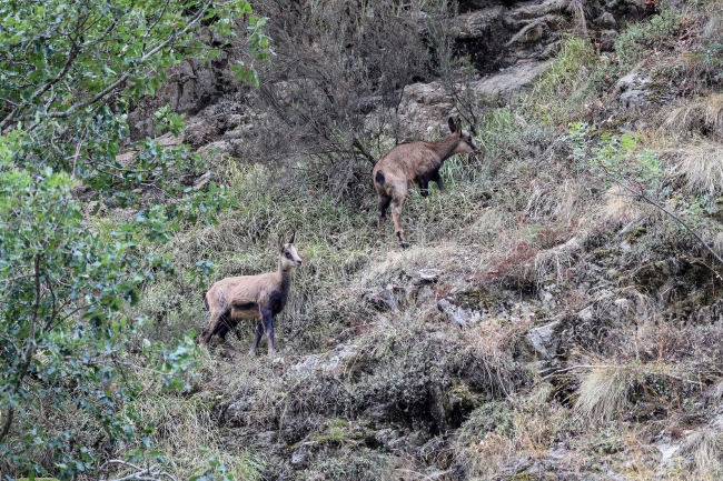 Çengel boynuzlu dağ keçilerinin sayısı 60'a çıktı